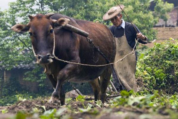 黄牛苗市场价格多少钱一头 小黄牛<a href=https://www.dadasou.com/ny/yangzhi/ target=_blank class=infotextkey>养殖</a><a href=https://www.dadasou.com/news/142649.html target=_blank class=infotextkey>技术</a>