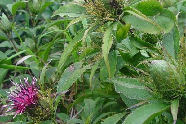 中药材种植5大风险