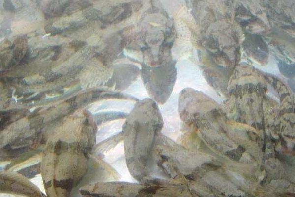 加州鲈鱼养殖技术 加州鲈鱼养殖周期有多长 加州鲈鱼生长速度