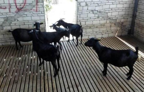 东山羊市场价格多少钱一斤 东山羊养殖技术