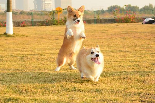 柯基犬好养吗 柯基犬怎么训练