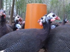 珍珠鸡的养殖方法,合理控制密度