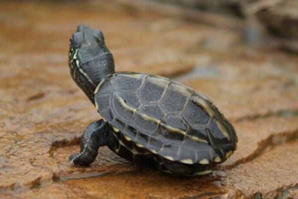 中华草龟市场价格多少钱一只 中华草龟吃什么