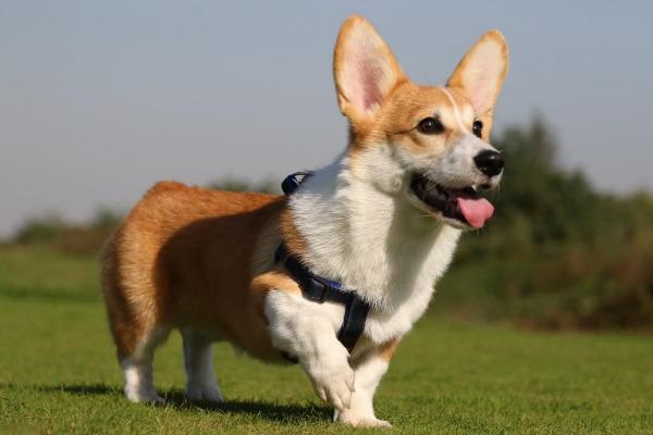 柯基犬市场价格多少钱一只 柯基犬是哪个国家的