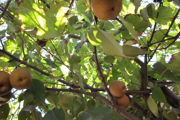 2018种梨树赚钱吗？梨树种植的利润与投资成本及前景预测