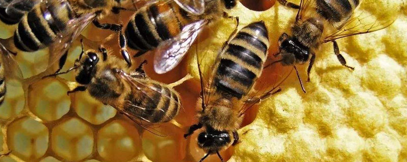 蜜蜂的养殖<a href=https://www.dadasou.com/news/142649.html target=_blank class=infotextkey>技术</a>，加强蜂群管理