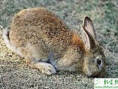 野兔养殖草料饲养问题
