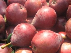 红梨市场价格多少钱一斤,红梨哪个品种最好吃