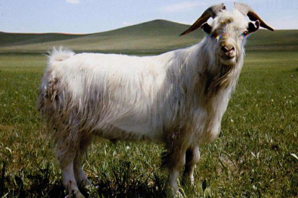 白山羊市场价格多少钱一只 白山羊养殖技术
