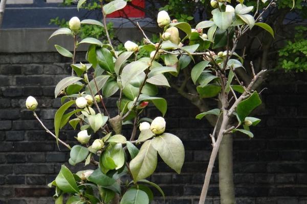 山茶树种植技术 山茶树几年结果