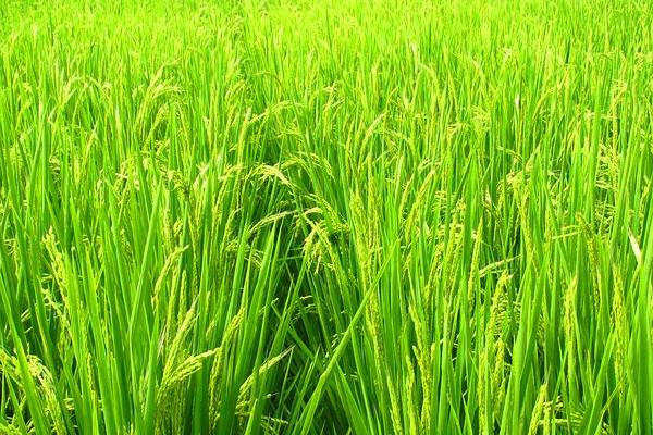 龙科3水稻种子