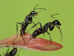 黑蚂蚁的功效与作用及禁忌,黑蚂蚁的药用价值