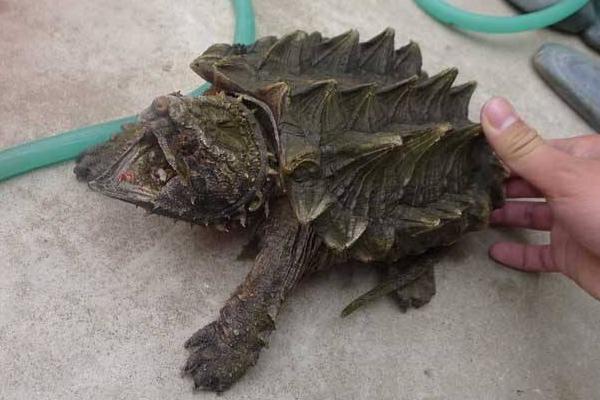 大鳄龟市场价格多少钱一只 养鳄龟有什么风水禁忌