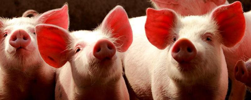 猪催肥的简单方法，使用催肥剂有效果吗