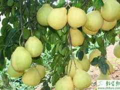 种柚子青霉病和绿霉病的防治