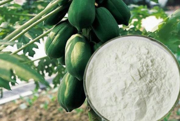木瓜蛋白酶的使用方法