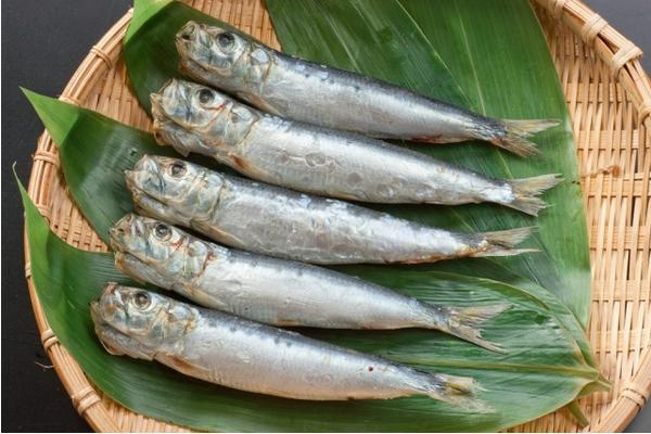 沙丁鱼功效与作用及禁忌 沙丁鱼的营养价值