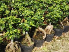 地瓜榕树盆景养殖方法