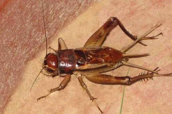 蟋蟀品种图谱和名称