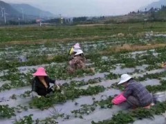 露天草莓几月份种植