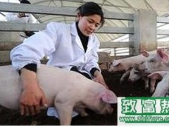 春季猪会有哪些病症?一定要注意防治