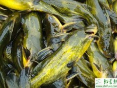 养殖黄颡鱼车轮虫病的防治