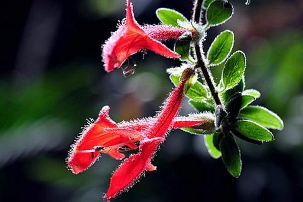 鲸鱼花怎么养 鲸鱼花养殖方法与注意事项