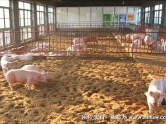 发酵床养猪