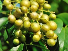 黄皮果市场价格多少钱一斤,黄皮果的营养价值
