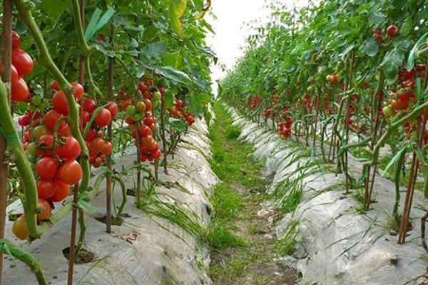 日光温室越冬茬番茄嫁接高产栽培技术