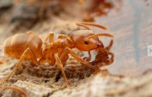 蚂蚁可以吃吗 白蚁是蚂蚁吗