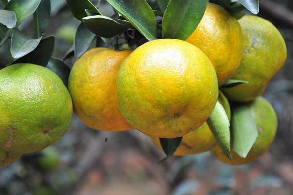 芦柑市场价格多少钱一斤 柑橘选购技巧