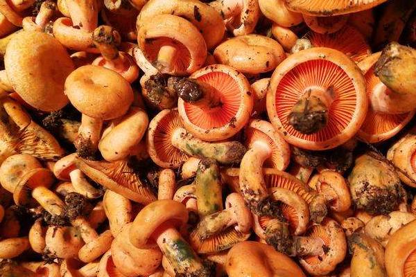 松树菌可以人工种植吗 松树菌的价格
