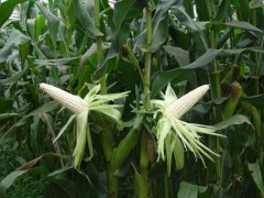 早糯玉米种植时间,每种种植方式的种植时间有所