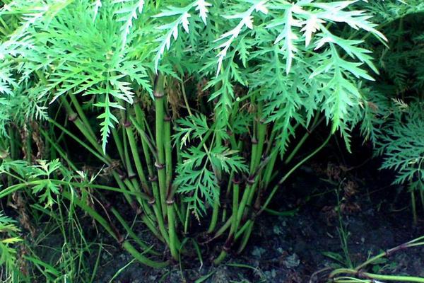 2018种川芎赚钱吗？川芎种植的利润与投资成本及前景预测