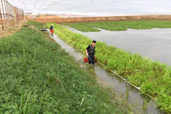 水芹菜市场价格多少钱一斤 水芹菜产地在哪里