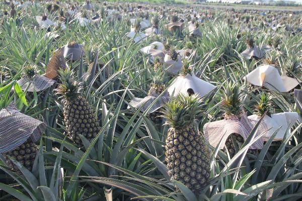 菠萝的种植方法和技术，对环境有一定要求