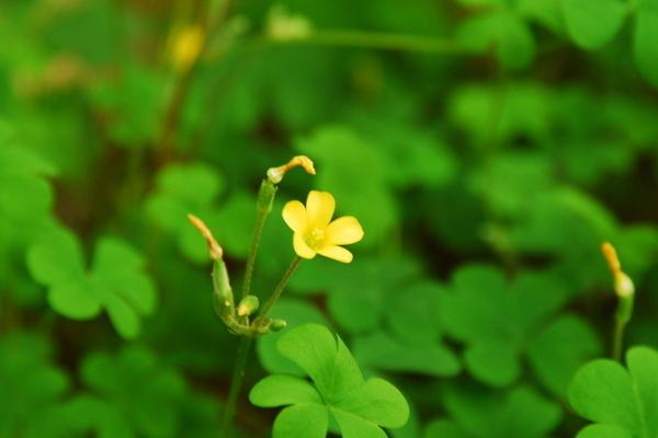 2018种三叶草赚钱吗？三叶草种植的利润与投资成本及前景预测