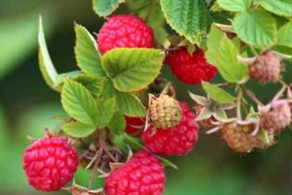 2018种树莓赚钱吗？树莓种植的利润与投资成本及前景预测
