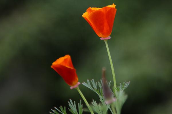 花菱草图片大全 花菱草花语及寓意