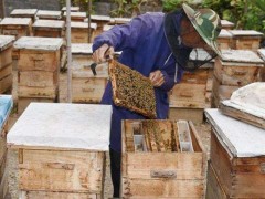 养蜂蜜需要多少成本100箱养蜂利润如何,养蜂赚钱