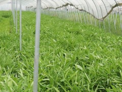 空心菜育苗方法和时间,4至7月育苗种植,北方为
