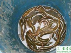 池塘河沟网箱养殖黄鳝的技巧