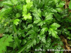 2018种黄连赚钱吗?黄连种植的利润与投资成本及前