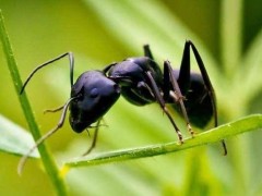 黑蚂蚁市场价格多少钱一斤,什么人不适合吃黑蚂