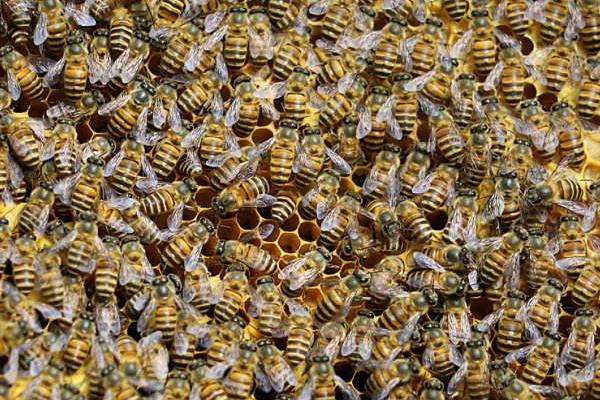 蜂王养殖新技术