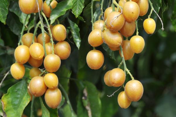 黄皮果怎么种 黄皮果种植技术与注意事项