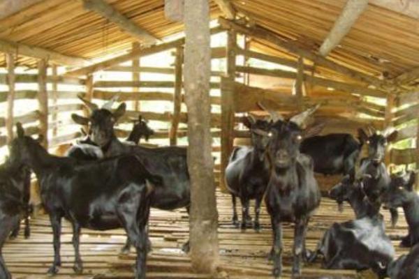 东山羊市场价格多少钱一斤 东山羊养殖技术