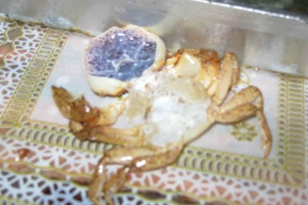 螃蟹脱壳时间（多久一次） 螃蟹脱壳脚会不会长出来