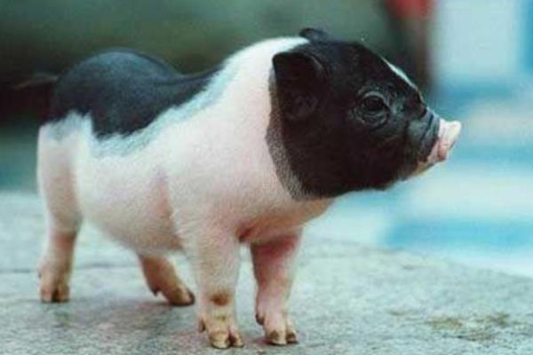宠物猪市场价格多少钱一只 宠物猪品种有哪些